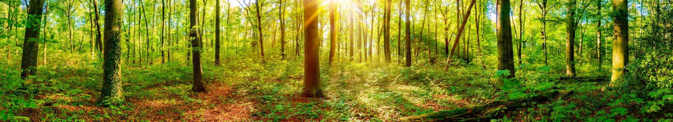 nature-adobestock-258793314-2240